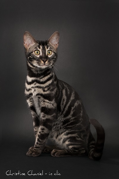 CHATON BENGAL à vendre